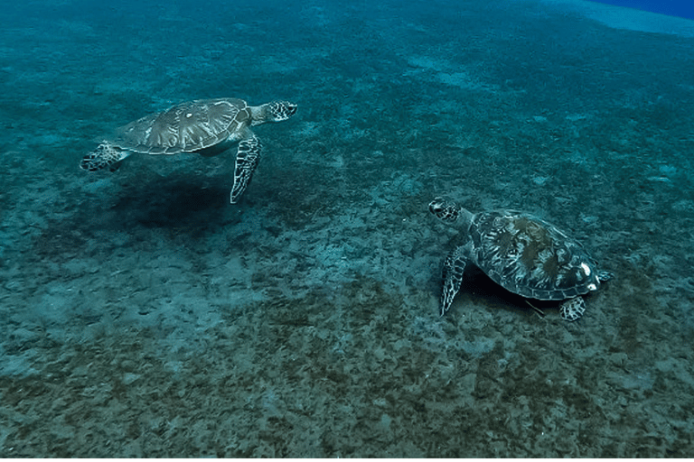 Amed Bali Snorkeling: Explore 3 Spots by Traditional Jukung