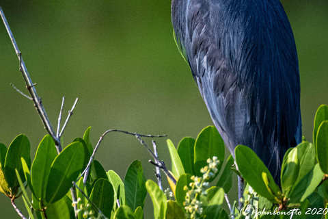 Orlando Bird Nerd Tour: Birding Kayak Tour Orlando Bird Nerd Tour: Long Birding Kayak Tour
