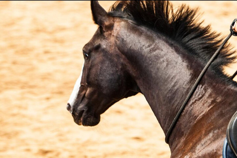 الدوحة: ركوب الخيل العربي في صحراء قطر مع النقل