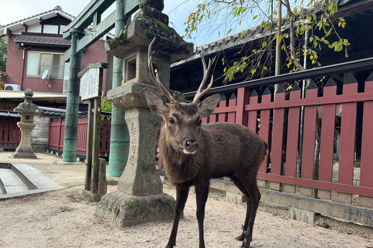 Hiroshima & Miyajima Island UNESCO Sites Private Tour