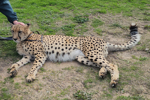 Kaapstad: Cheetah opvangcentrum voor grote katten en wijnproeverij