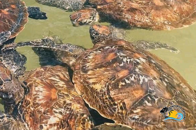 Zanzibar: Simma, snorkla och mata sköldpaddor på Baraka-akvarietHotelltransfer var som helst i Zanzibar