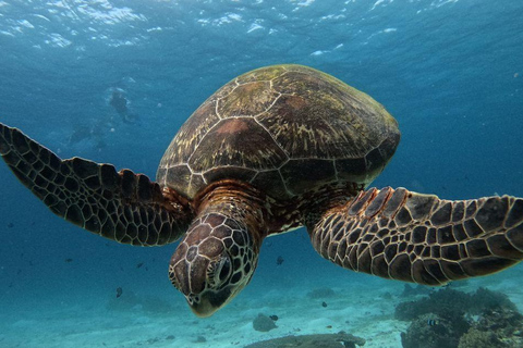 Puerto Ayora: Bay Excursion with Snorkeling and Coastal Landscapes