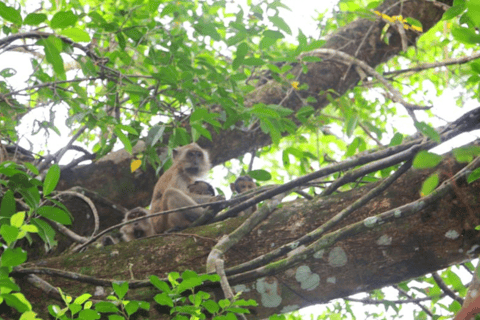 Khao Lak: Sri Phang Nga National Park und Takuapa Tour