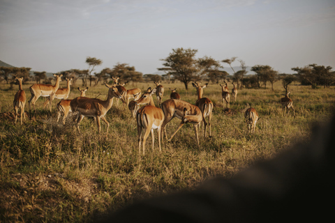 From Arusha: 6-Day Tanzania Magic Safari
