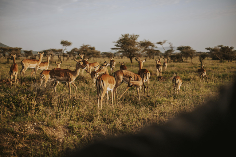 From Arusha: 6-Day Tanzania Magic Safari