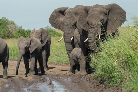 From Arusha: 3-Day Safari & Materuni Cultural Experience