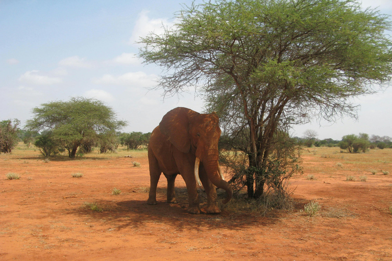 Nairobi: 5-Day Amboseli, Tsavo East & West Safari Tour