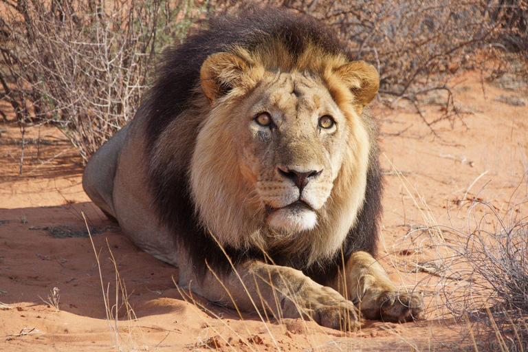 All-Inclusive 4-Day Safari Through Boteti, Pans &amp; Delta