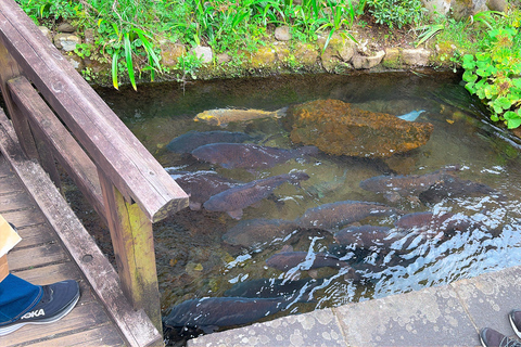 Gujo Hachiman Day Trip: Mountain Castle & Traditional Town The popular Gujyo town tour