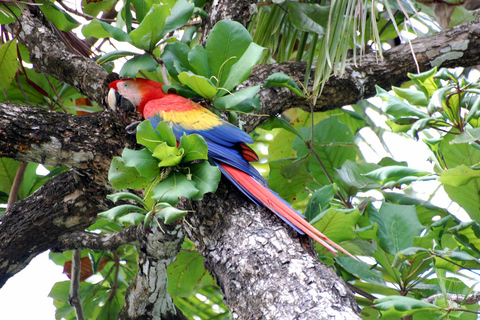 Corcovado nationalpark: Två dagar av fullspäckad djungel och djur