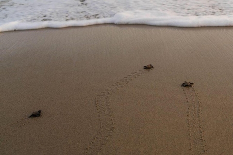 Huatulco: uniek schildpaddenreservaat en zonsondergangervaring