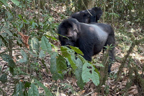 3 días de Rastreo de Gorilas de las Tierras Bajas del Congo (RDC) desde RuandaInglés