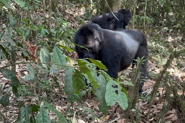 3-dagars spårning av låglandsgorilla i Kongo (DRC) från Rwanda