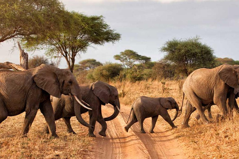 Paquete de 7 días de Safari por la Fauna de Kenia y Diani Beach SGR