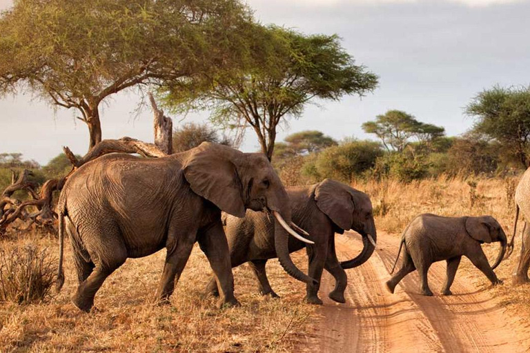 Paquete de 7 días de Safari por la Fauna de Kenia y Diani Beach SGR