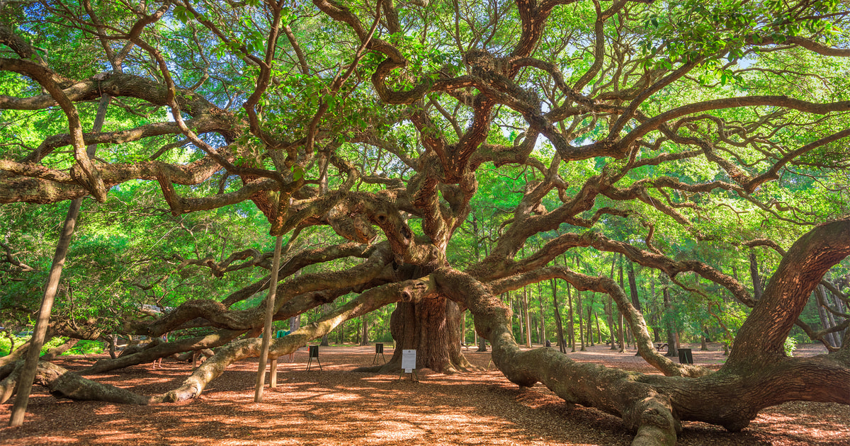 Charleston: Wadmalaw Island Wine Tasting and Tea Garden Trip | GetYourGuide