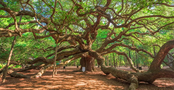 Charleston: Wadmalaw Island Weinverkostung und Teegartenausflug