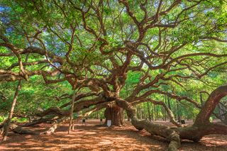 Degustações de vinhos em Charleston (Carolina Do Sul)