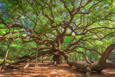 Wadmalaw Island Abenteuer Tour: Wein, Tee und ein BaumVon Charleston aus: Wadmalaw Island Low Country Highlights Tour