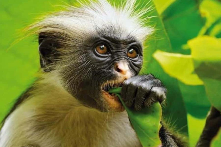 Zanzibar: Stone Town, Jozani Forest, Turtle Swim & The Rock Tour Without Hotel Transfer