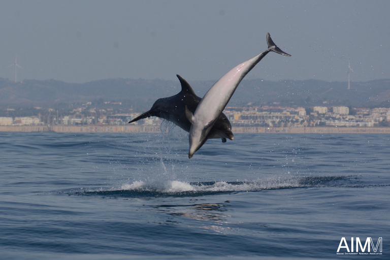 Portimão: Dolphins and Marine Life boat tour with Biologist Small-group Tour