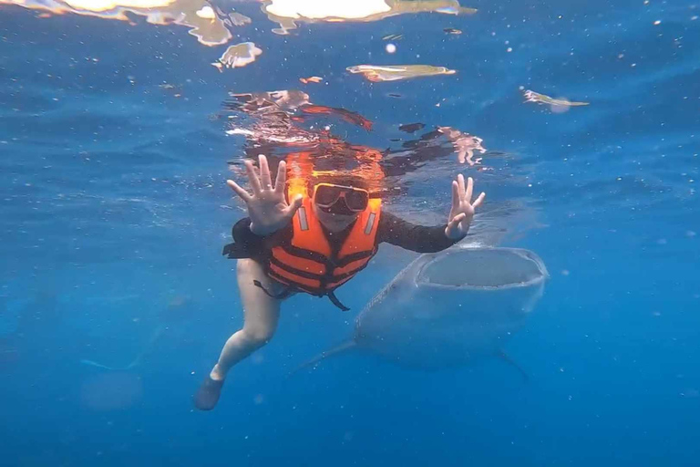 CEBU: Obserwacja rekinów wielorybich + Sumilon Sand Bar + wodospad Tumalog