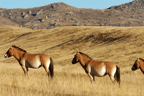 Semi Gobi overnachting met nomade en Khustai nationaal park