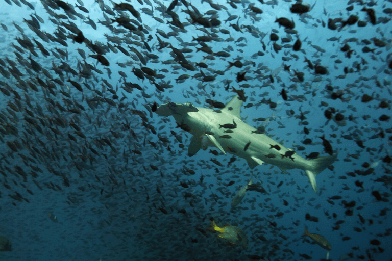 Galapagos Buiten 9 Dagen Tour