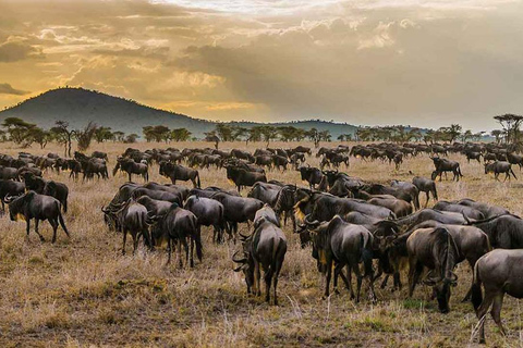 Nairobi:5Days Maasai Mara,Lake Nakuru &Naivasha Group Safari Accomodation Upgrade