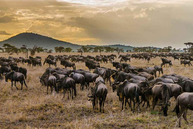 Nairobi:5Days Maasai Mara,Lake Nakuru &Naivasha Group Safari Accomodation Upgrade