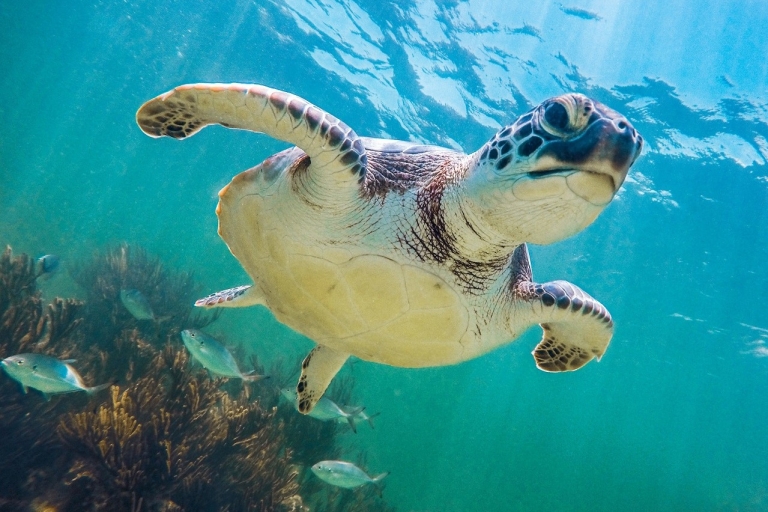 Cancun: Tulum, Cenote en Akumal - Zwemmen met schildpadden
