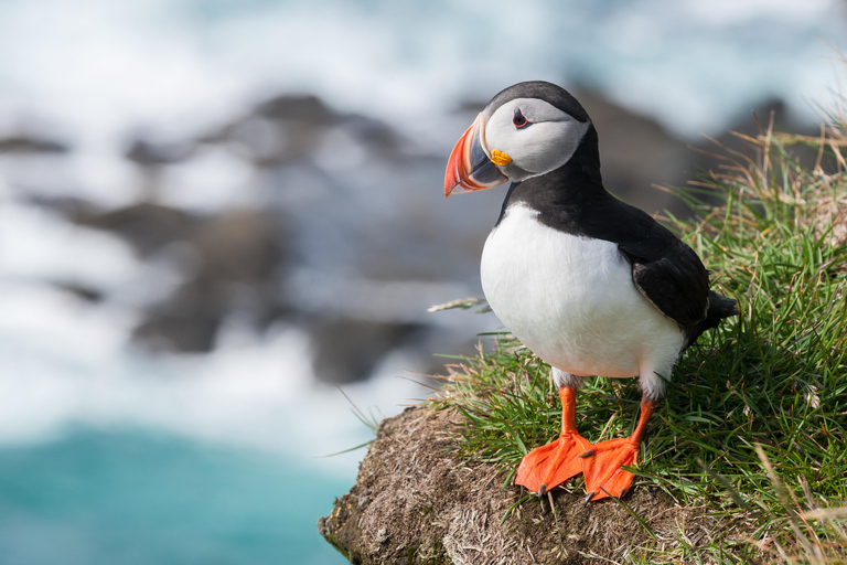 Vestmannaeyjar: Heimaey Island Round Boat Tour