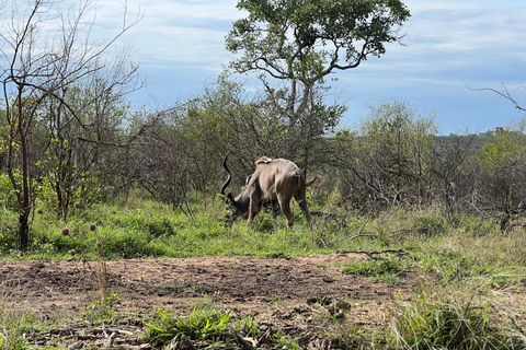 Excursão de um dia de safári em Joanesburgo - Pilanesberg Big 5 Adventure