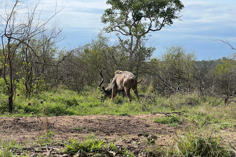 Johannesburg safari dagtour - Pilanesberg Big 5 avontuur