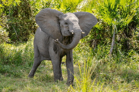 Zanzibar: 2-dniowe safari w Parku Narodowym Nyerere z promem