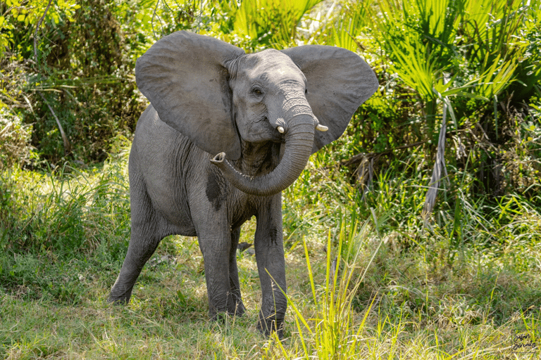 Zanzibar: 2-dniowe safari w Parku Narodowym Nyerere z promem
