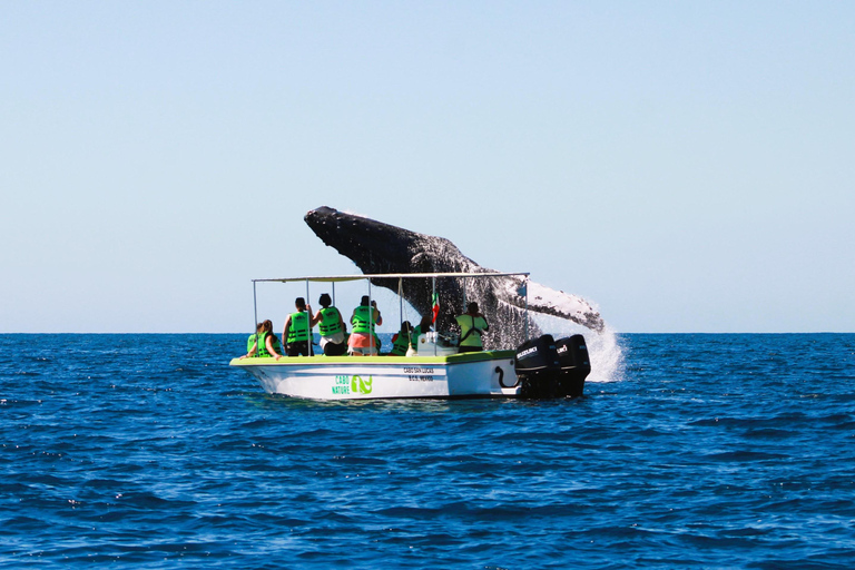 Cabo: Whale-Whatching Boat Trip w/ All-Women Crew and Photos