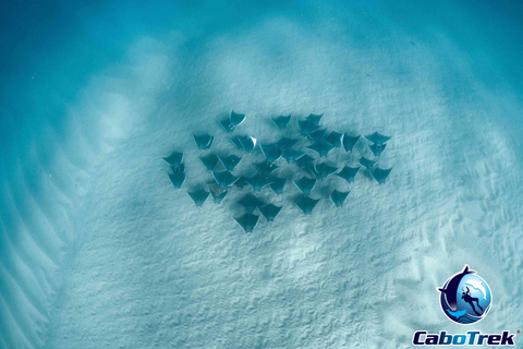 Safari z rurką Mobula RayPrywatne safari z rurką Mobula Ray