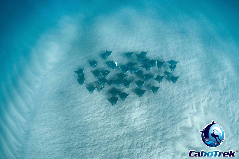 Safari z rurką Mobula RayPrywatne safari z rurką Mobula Ray