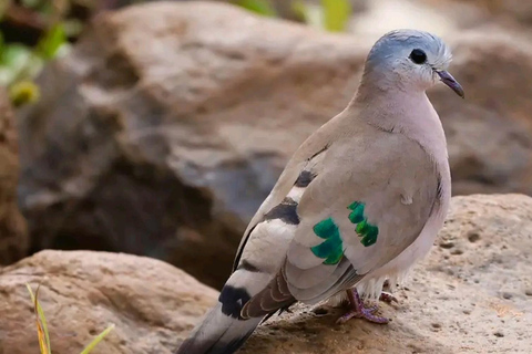 6 ore di birdwatching nel parco nazionale di Nairobi