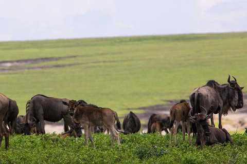 Safári com orçamento de grupo de 8 dias pelo Quênia e Tanzânia