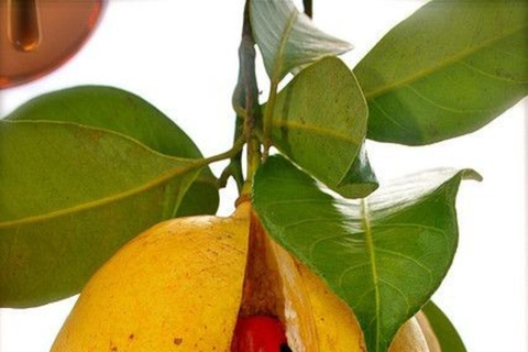 Gewürzfarm und Baraka-Aquarium