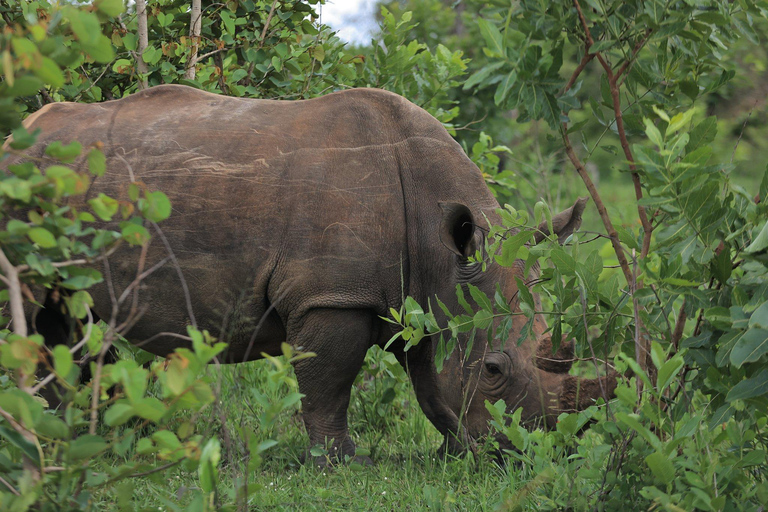Kampala: 4-Day Murchison Falls & Ziwa Rhino Safari