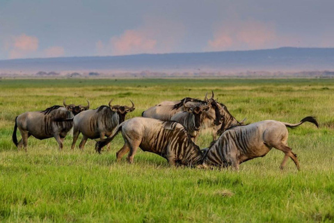 Nairobi: Amboseli National Park Day Trip with Masai Village