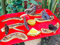 Mindo Cloud Forest - Housity