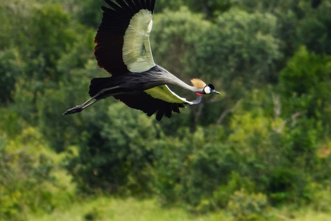 From Nairobi: Ol Pejeta Conservancy Day Trip