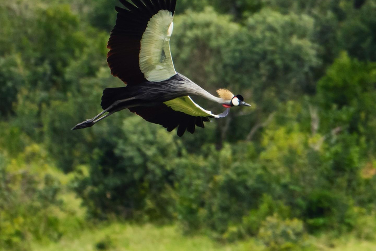 From Nairobi: Ol Pejeta Conservancy Day Trip