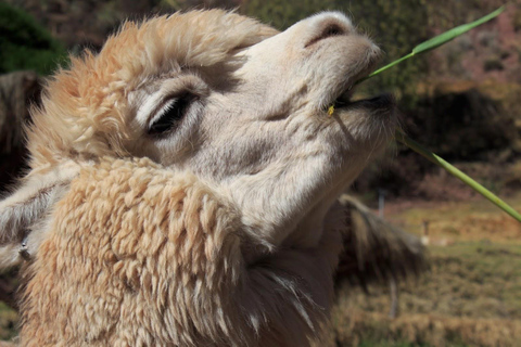 Cusco: Private Transfer to Awana Kancha