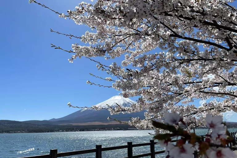 Shimizu, Shizuoka:Shore Excursion for Cruise Guests（Group）